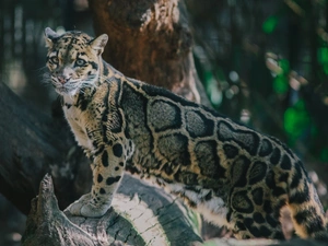 Panther, trees, forest, Misty
