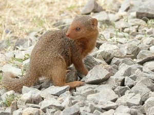 mongoose, Stones