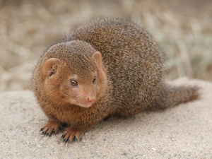 mongoose