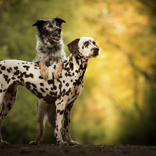 Two cars, Dalmatian, mongrel, Dogs