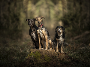 Whippet, mongrel, Dogs, Amstaff, Three