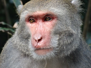 Monkey, baboon