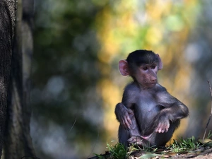 Monkey, baboon