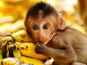 Monkey, bananas