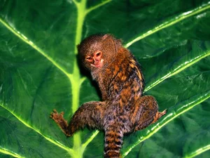 Monkey, leaf