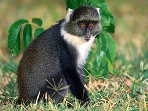 Monkey, lemur