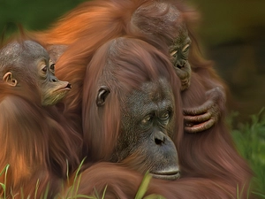 monkey, orangutan