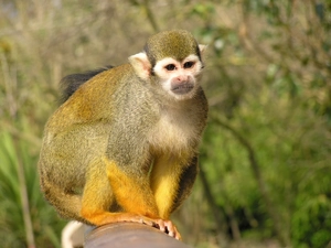 Monkey, Saimiri