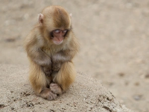 Monkey, sad, small