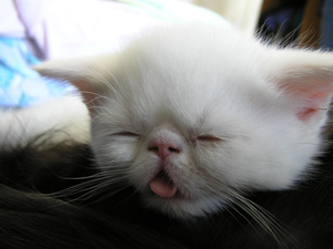 Funny monkey, white, cat, muzzle