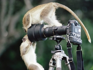 monkeys, Camera