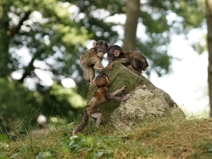 Three, Stone, grass, monkeys