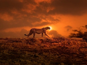 Cheetah, Night, hunting, moon