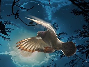 moon, Bird, Night