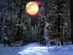 Wolf, forest, Night, moon
