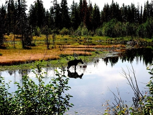 moose, forest, River