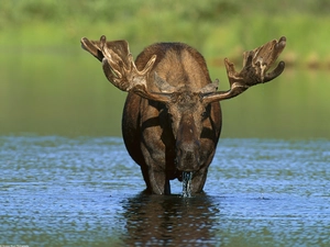 moose, River