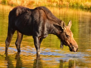 moose, water