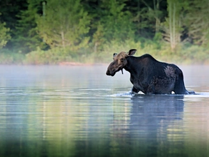 moose