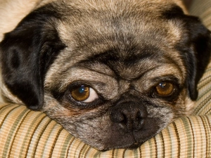 Mopsika, bored, mouth