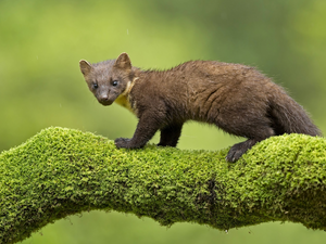 Moss, marten, branch