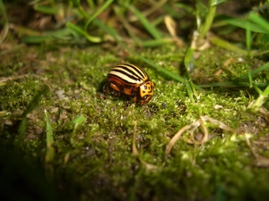grass, Colorado Beetle, Moss