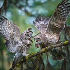 Two, owls of moss, branch, Owls