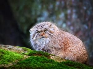 Moss, Manul, Rocks
