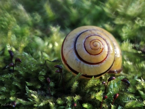 Moss, shell, snail