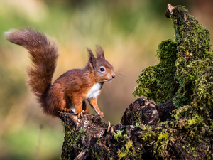 Moss, Ginger, squirrel