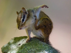 Moss, Chipmunk, Stone