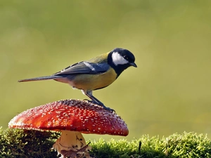 Moss, tit, toadstool