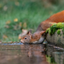 Moss, squirrel, water