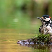 snag, Moss, woodpecker, water, Bird