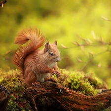 Lod on the beach, squirrel, mossy