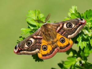 moth, Small Emperor Moth