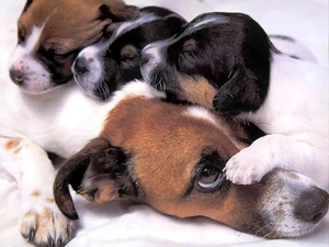 Dog, puppies, Beagle, mother