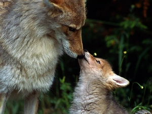 Fox, DBZ, young, mother