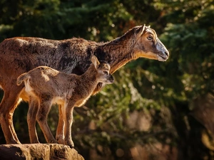 mouflon