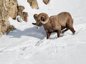 mouflon