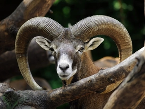 mouflon, horns