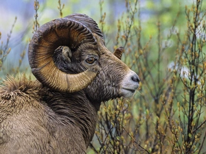 mouflon