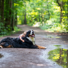 Way, forest, Bernese Mountain Dog, Kid, dog