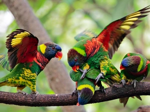 lorikeets Mountain, birds, branch, color