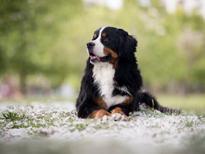 Bernese Mountain Dog, lying, dog
