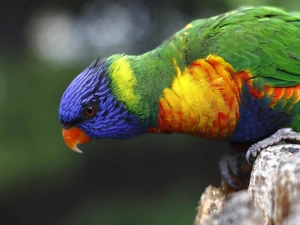 Mountain Rainbow Lorikeet