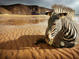 Mountains, Zebra, Beaches