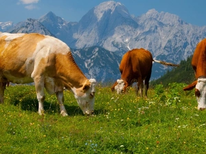 Cows, Alps, grass, Mountains