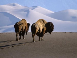 Mountains, bison, Desert