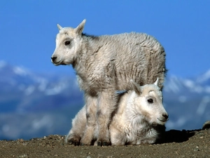 Mountains, Two, goats
